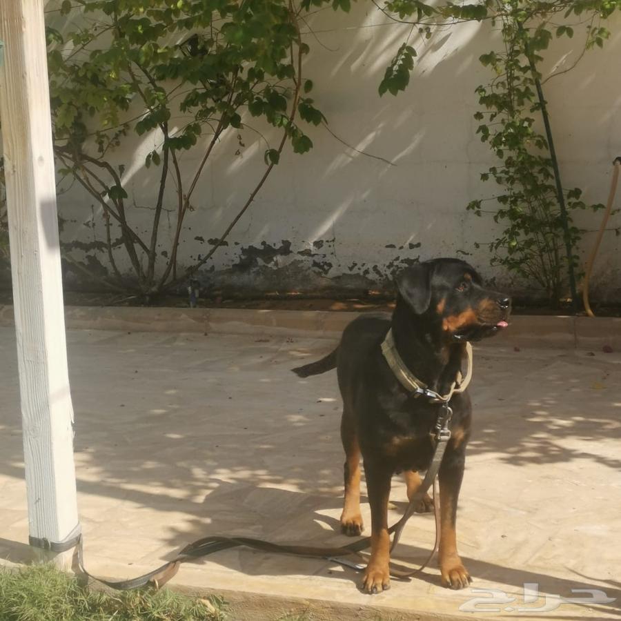 كلبة رت وايلر للبيع الرياض صحتها ممتازه جدا63618663140865110