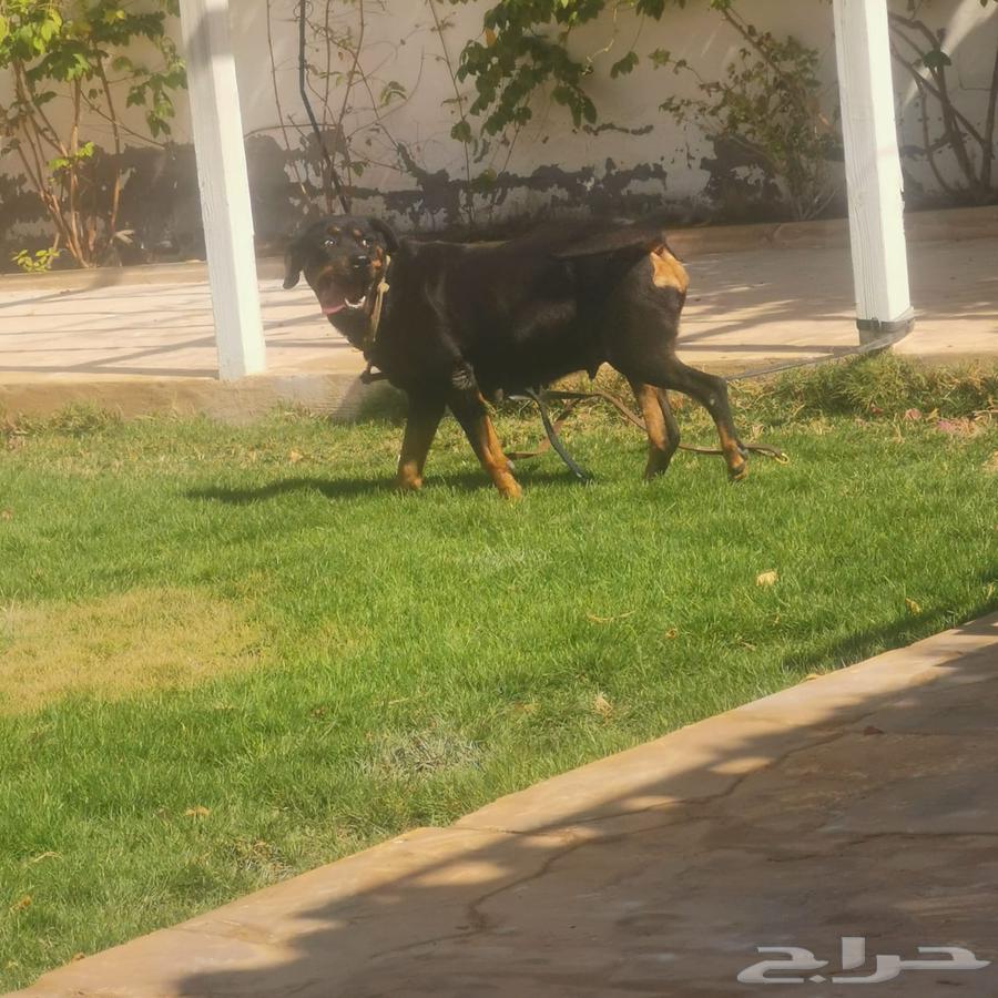 كلبة رت وايلر للبيع الرياض صحتها ممتازه جدا63618663140865112