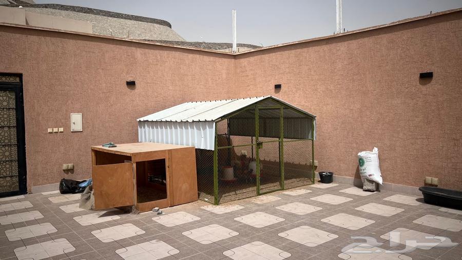 For sale: Local Arabian chickens, white and iron cage63618663505795111