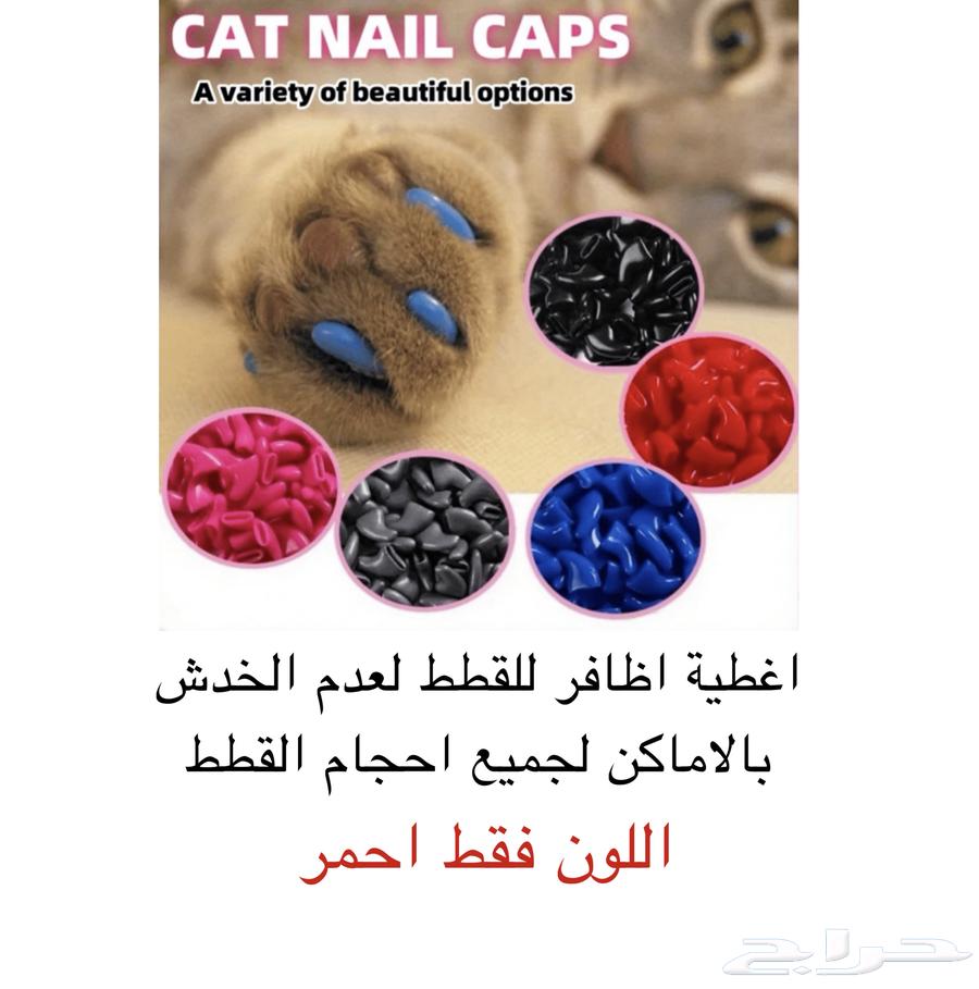 مستلزمات قطط للبيع اغراض قطط63618674660226114
