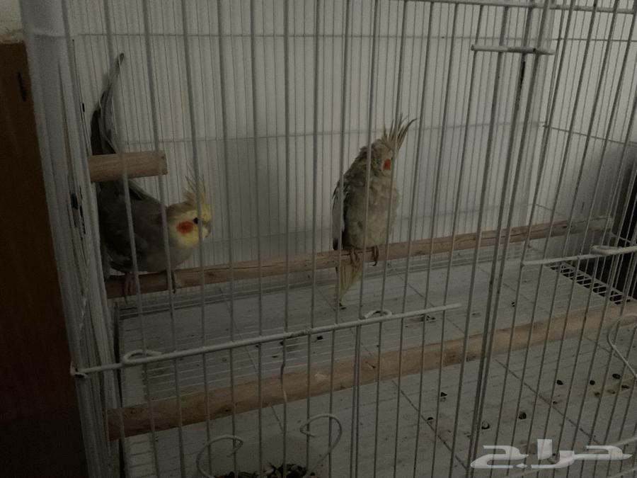 للبيع في الباحه طيور زوج كروان وذكر بادجي63618676530945111