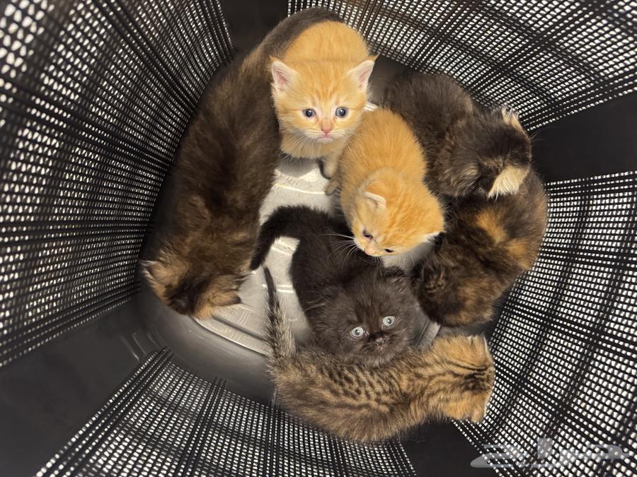 Kitten Scottish Fold for sale 450 SAR63618669717122111