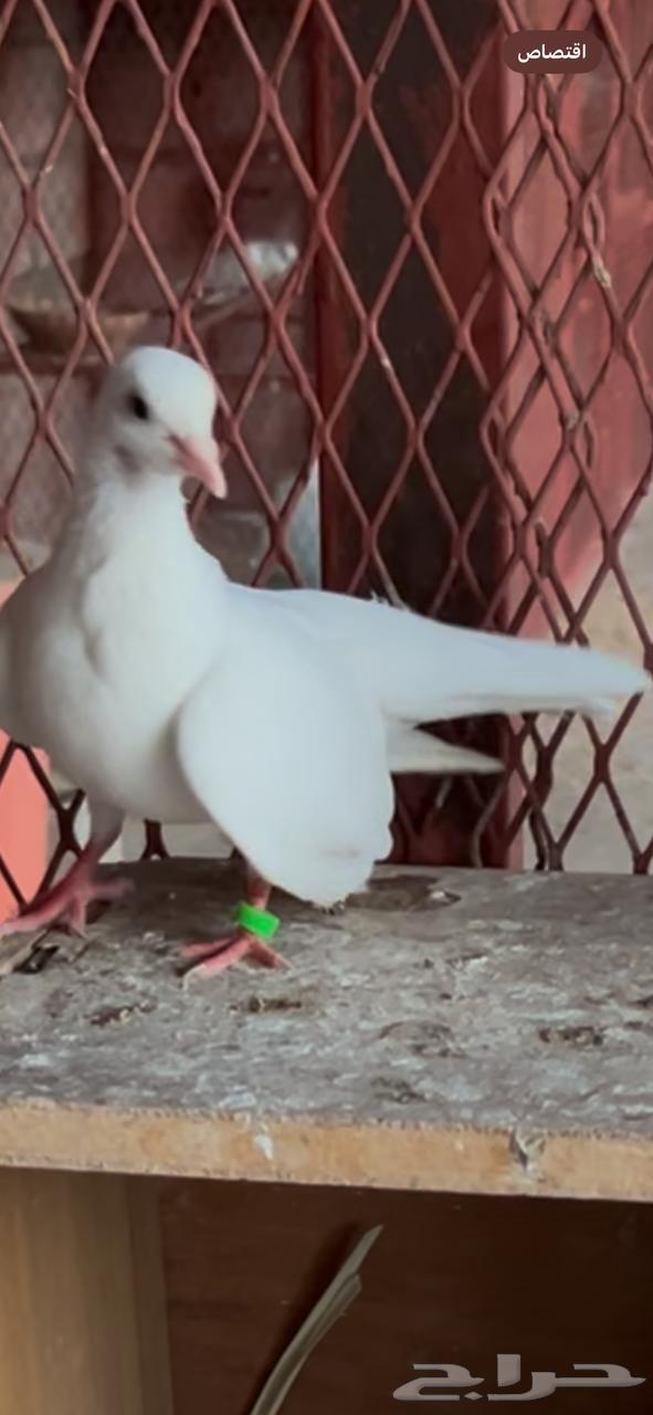 للبيع زوجين صنعاني ابو شيبه دم صافي مع مقطع فيديو واتساب63618573567361111