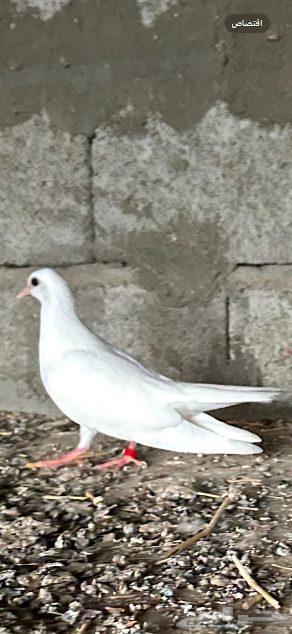 للبيع زوجين صنعاني ابو شيبه دم صافي مع مقطع فيديو واتساب63618573567361114