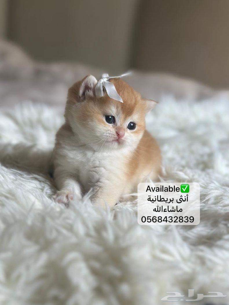 اثنين كتن للبيع بريطاني يتم الحجز بعدها الاستلام63618582720897111
