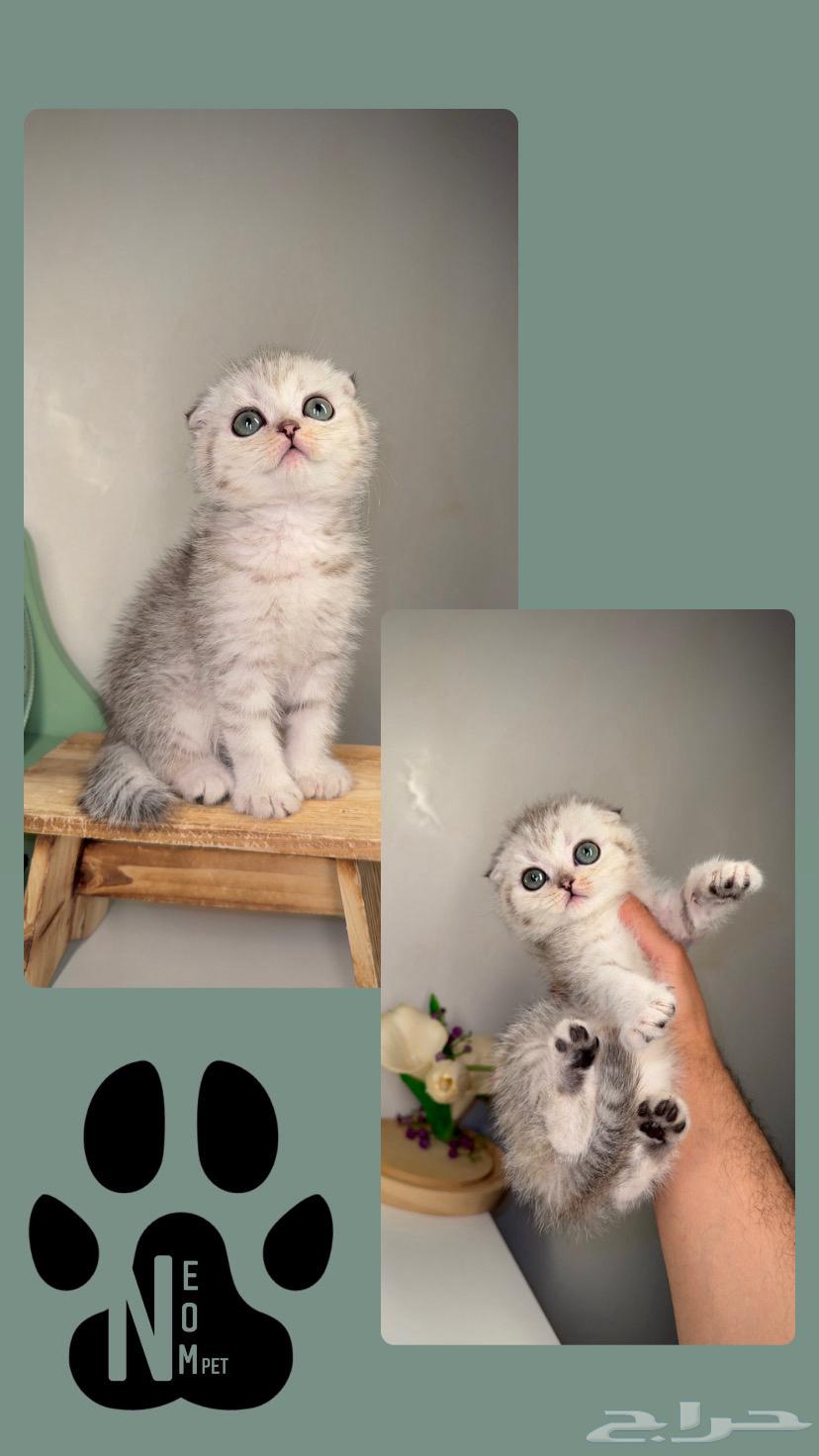 Kittens for sale in Riyadh, Al-Kharj, Al-Qassim - Scottish, Persian, Himalayan63618676078979114