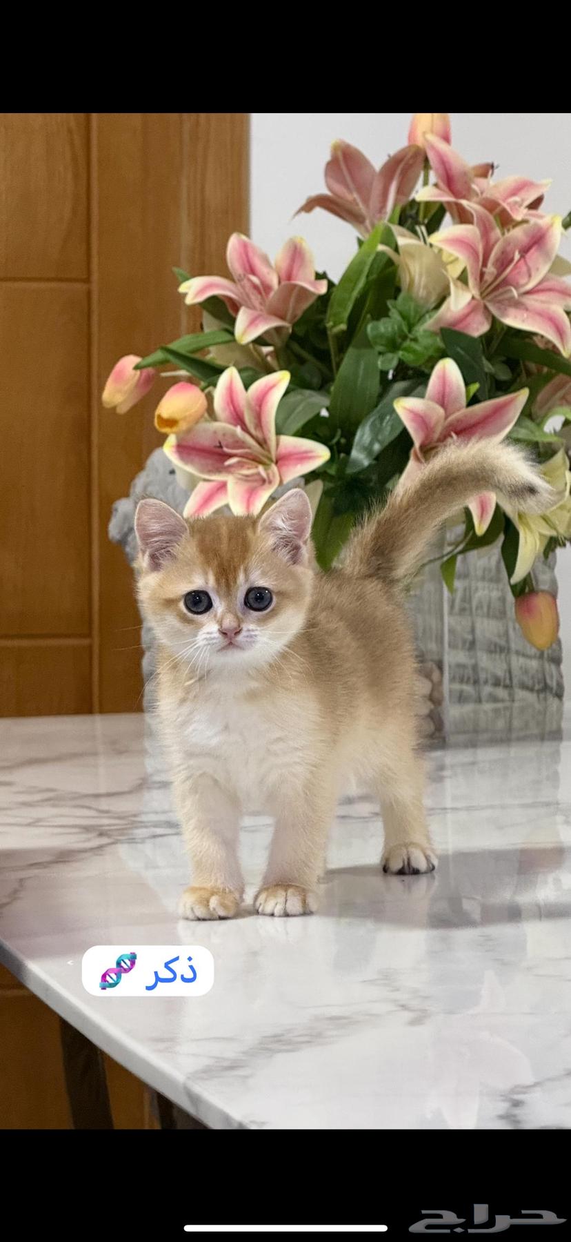 British Shorthair63618582086530112