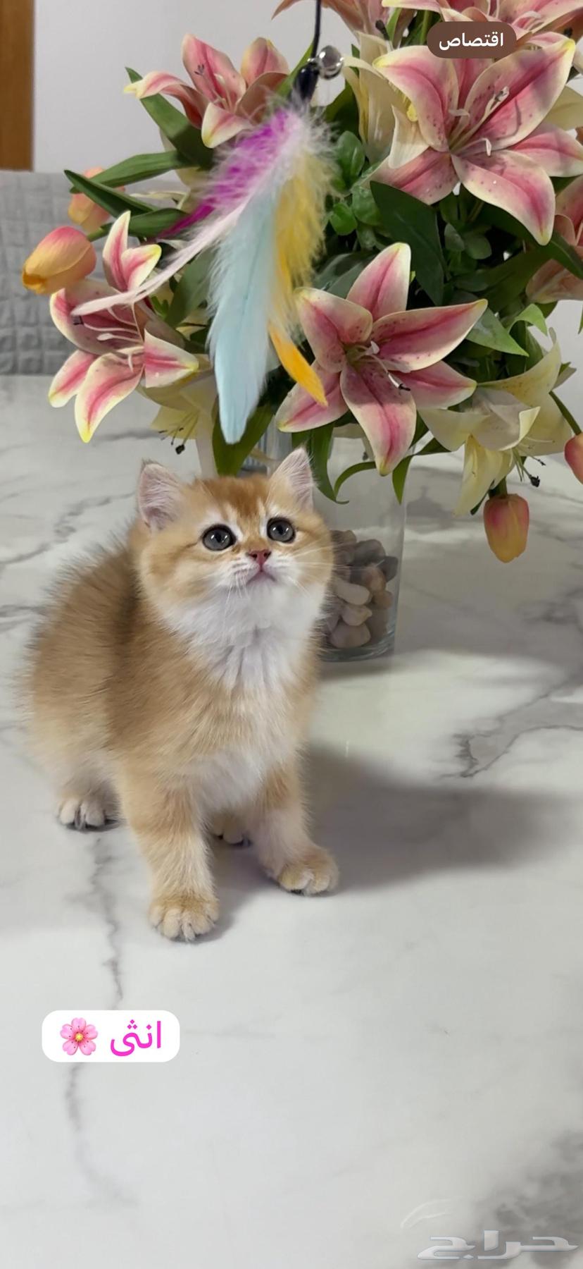 British Shorthair63618582086530111