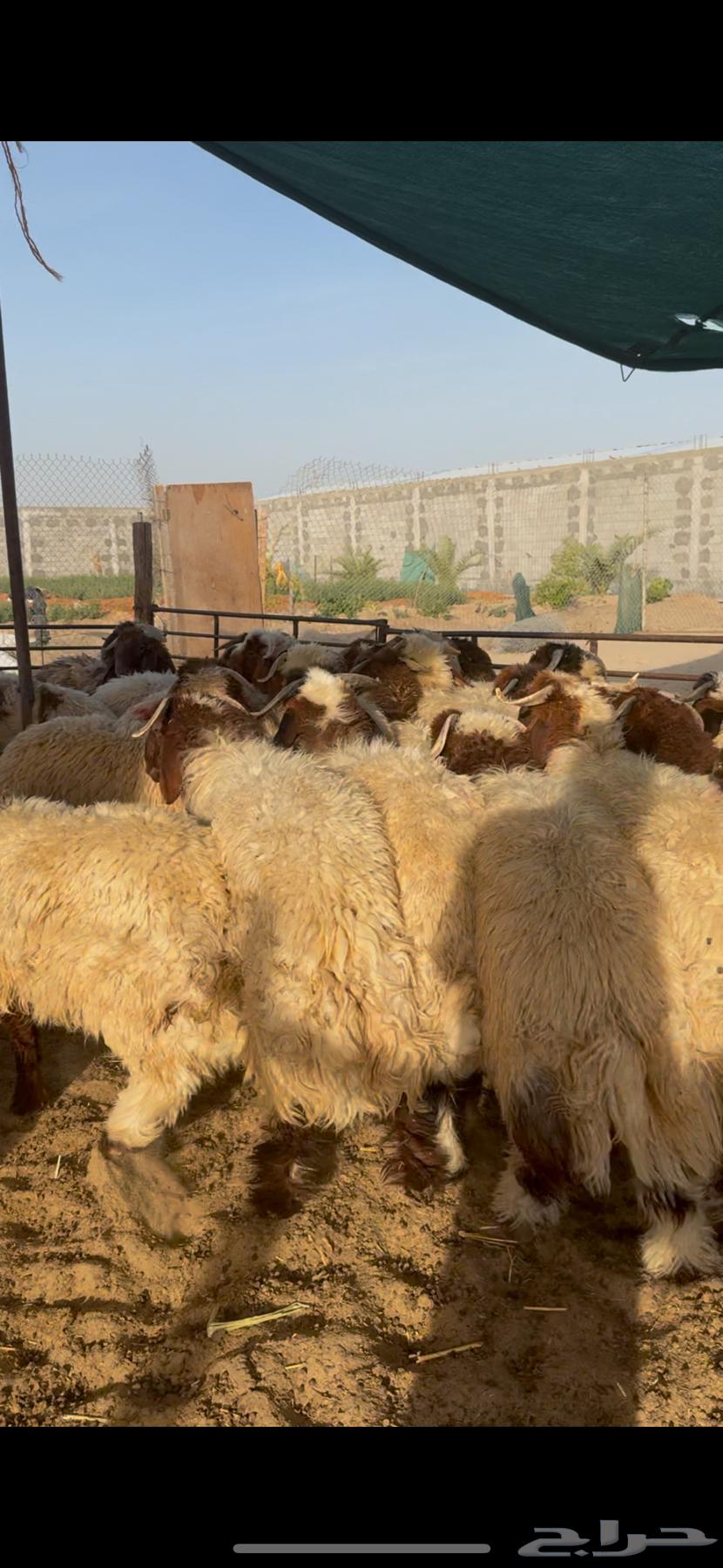 Naaim Local Lamb for Occasions636186697107231116