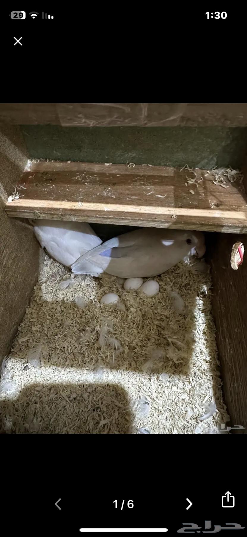 زوج روز مكينة انتاج لا يفوتك63618575620099112