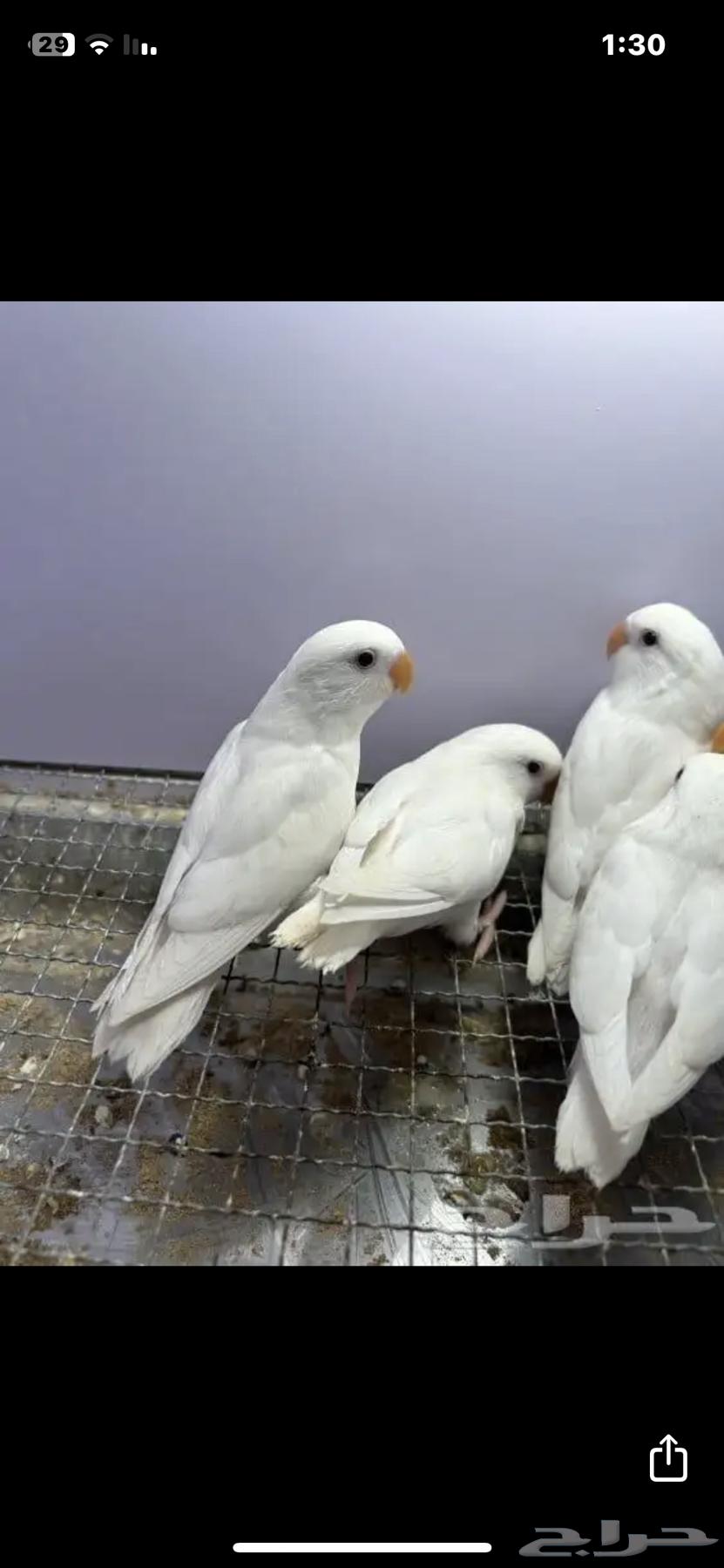 زوج روز مكينة انتاج لا يفوتك63618575620099113