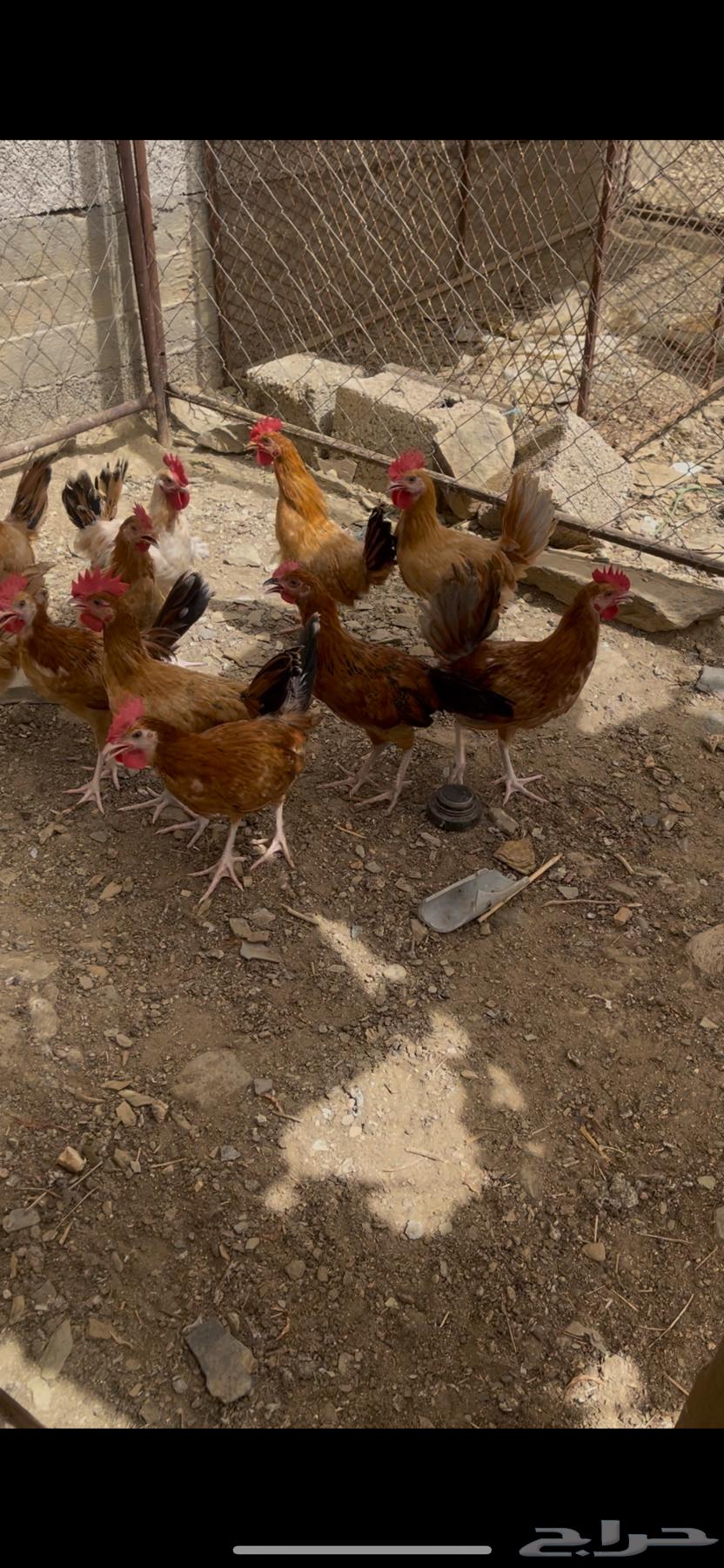 Rooster type for sale63618665171713111