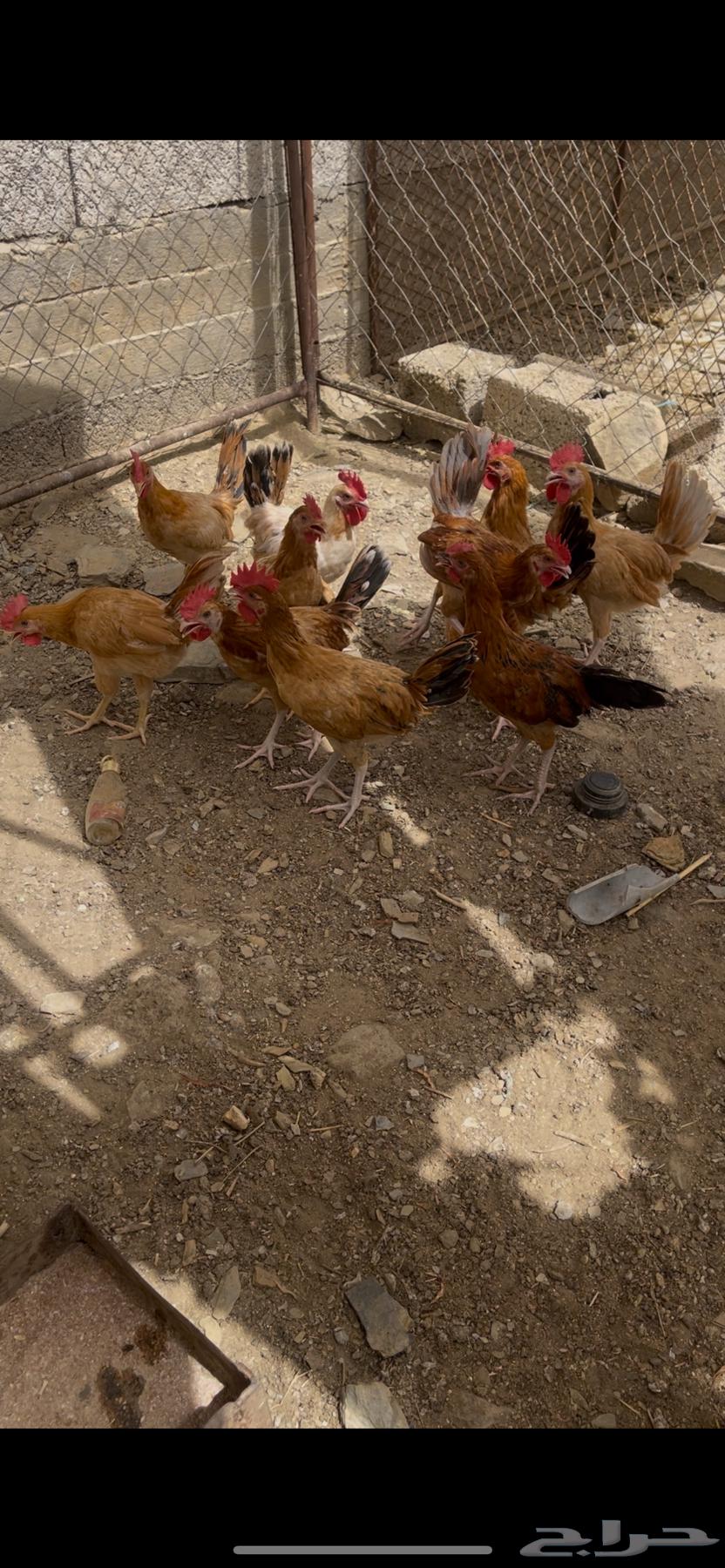 Rooster type for sale63618665171713112