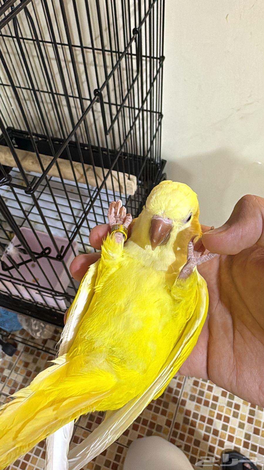 Quaker Parrot Latino for Sale63618763971586112