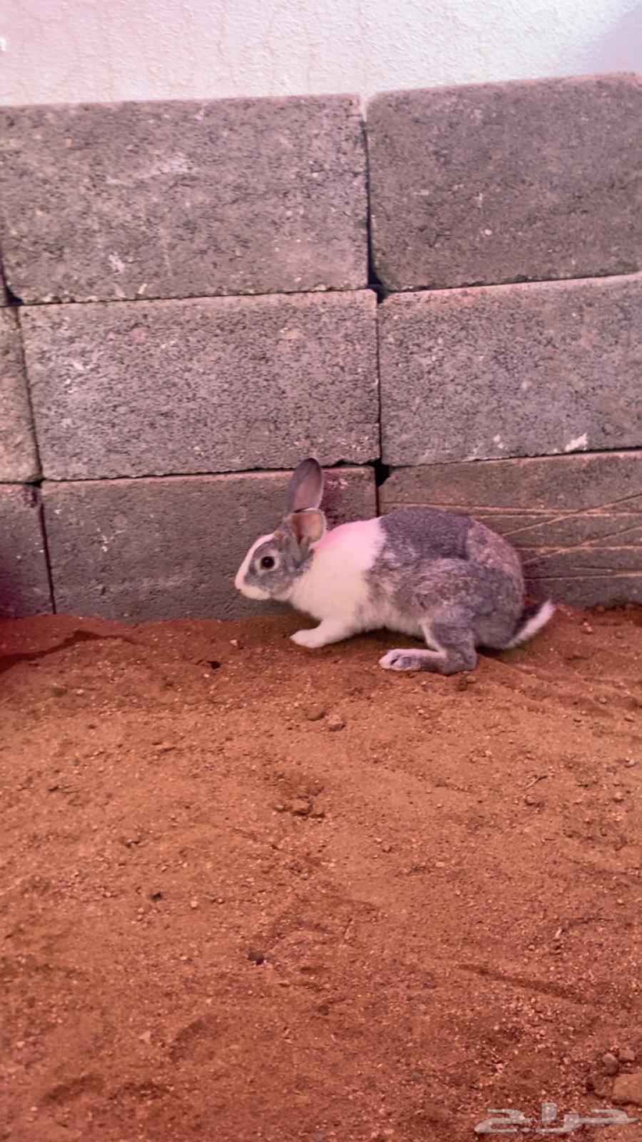 Rabbits for sale, male and female, negotiable63618867193347111