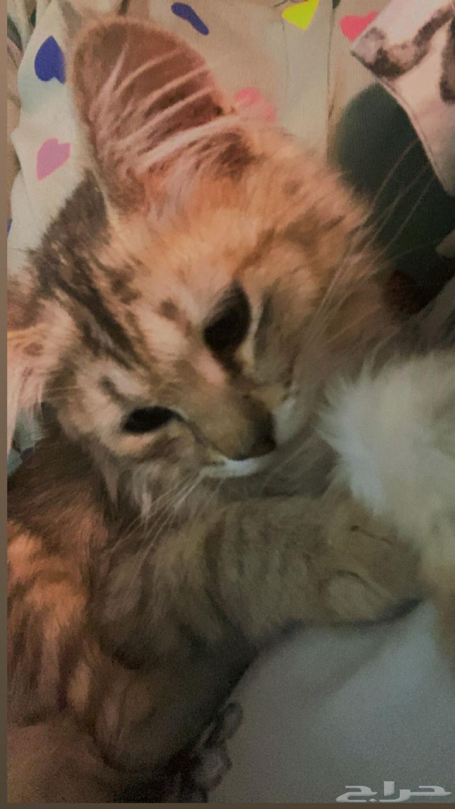 4-month-old kitten for sale with its food and litter63618861271681111