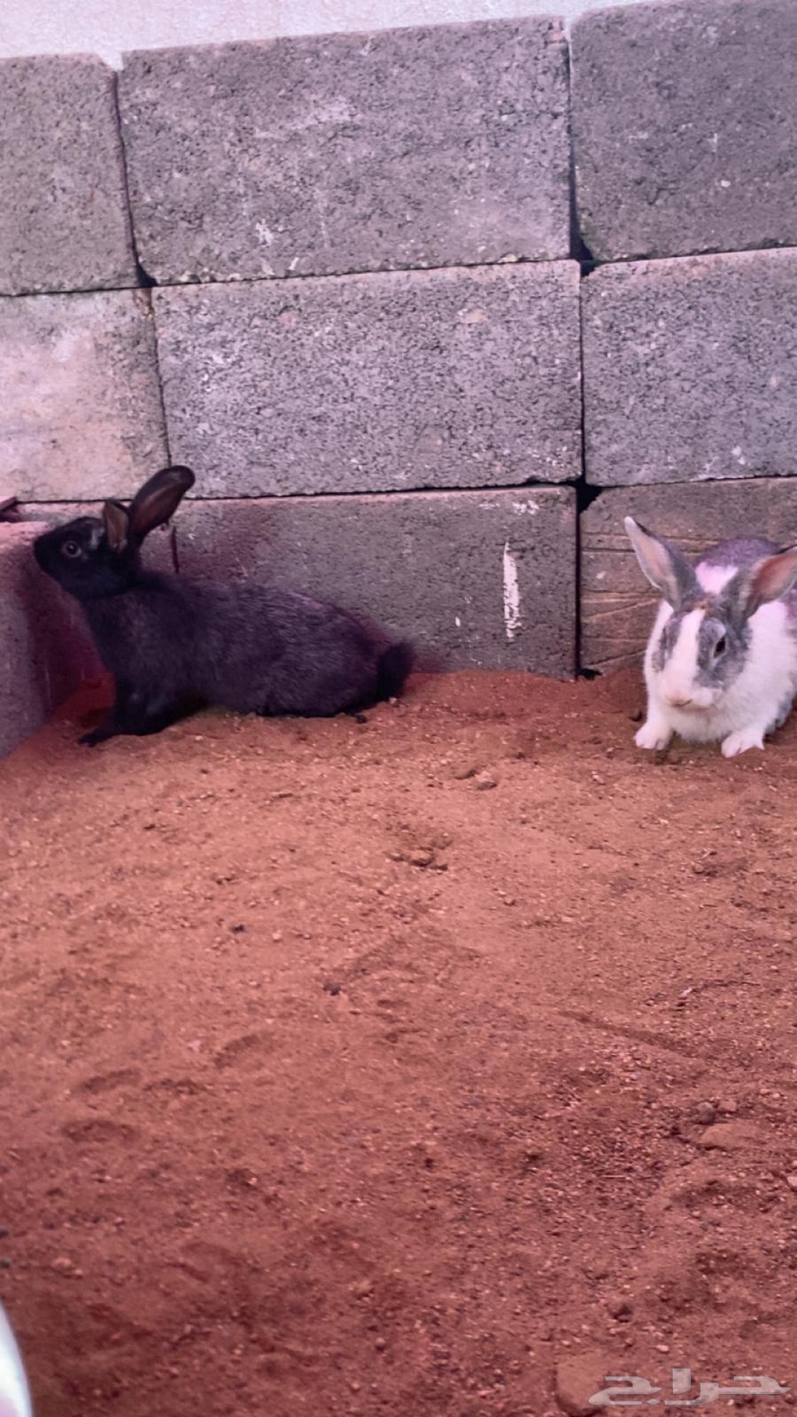 Rabbits for sale, male and female, negotiable63618867193347112