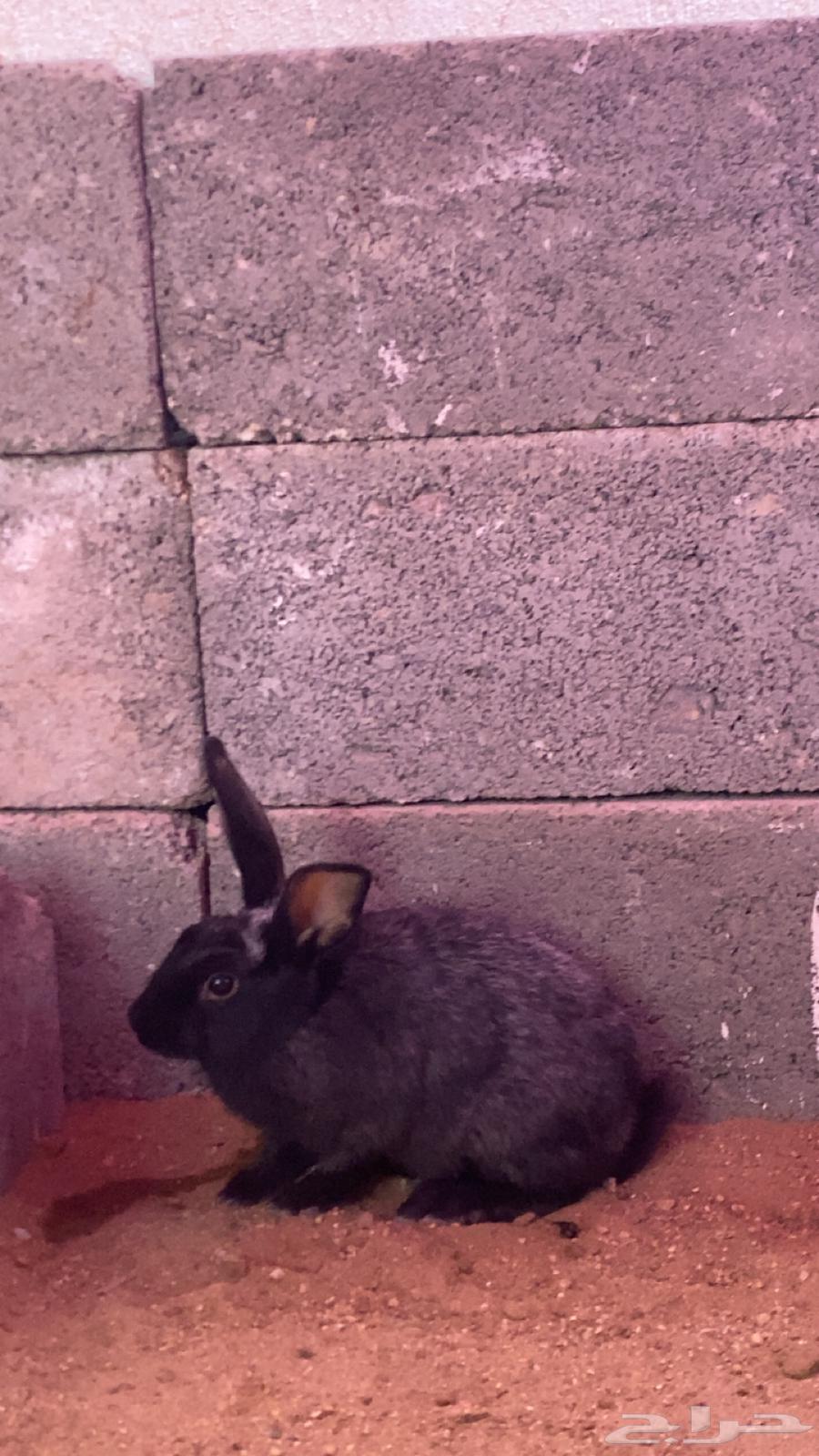 Rabbits for sale, male and female, negotiable63618867193347113