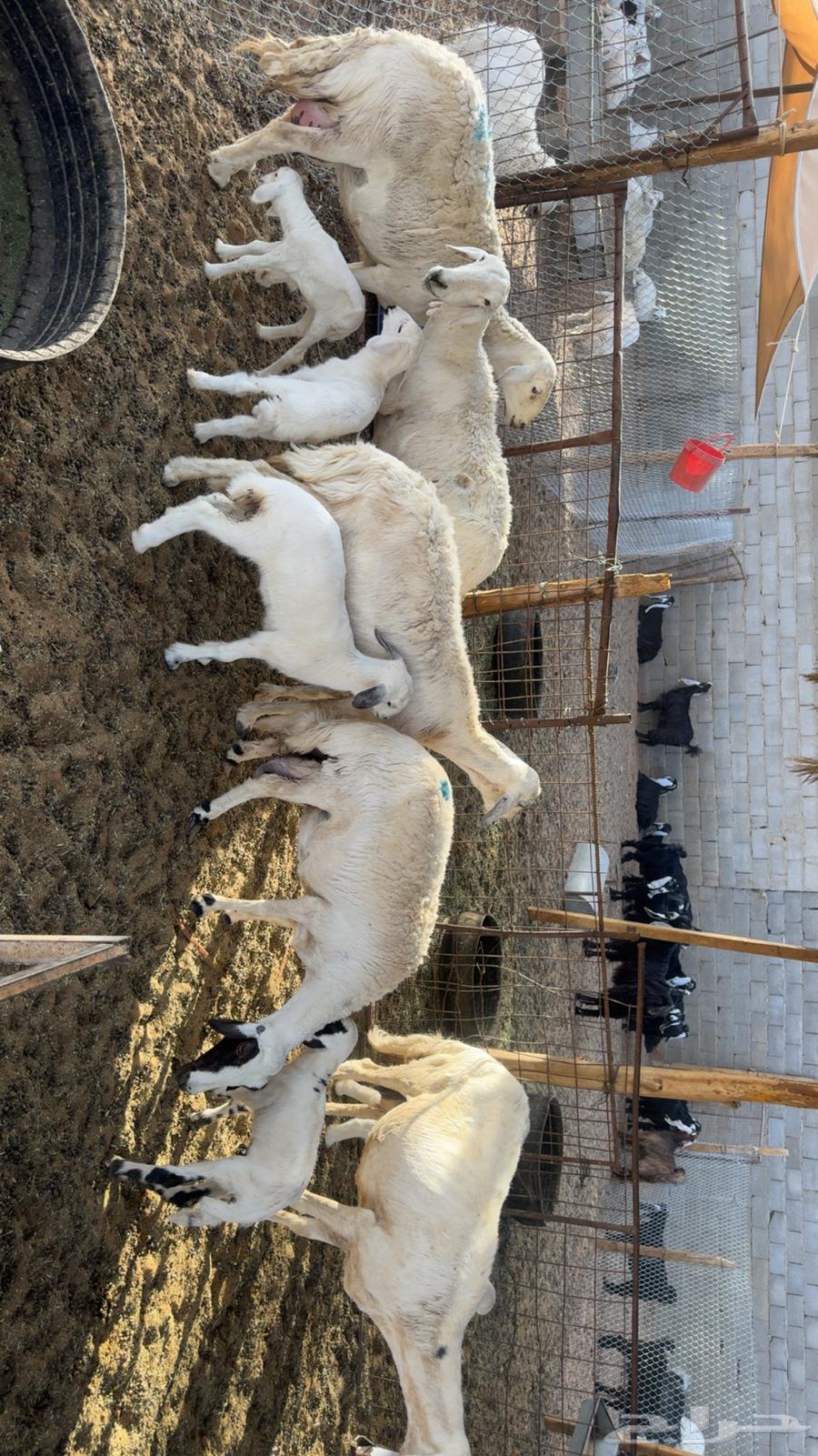 Sheep for sale63618876484226113