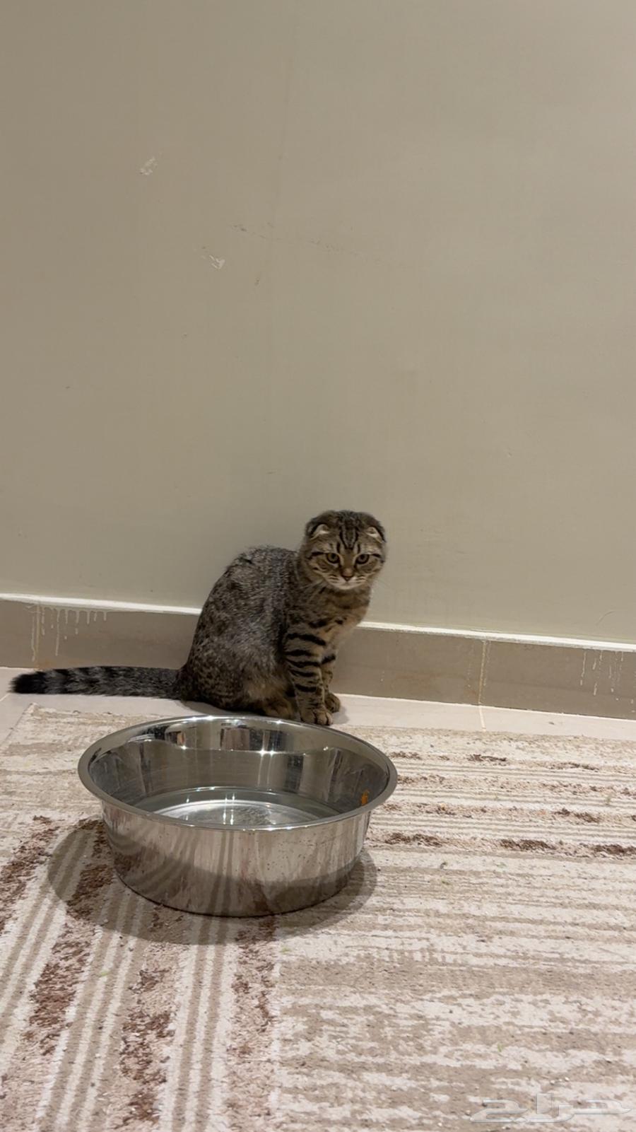 A 4-month-old kitten63618767307522111