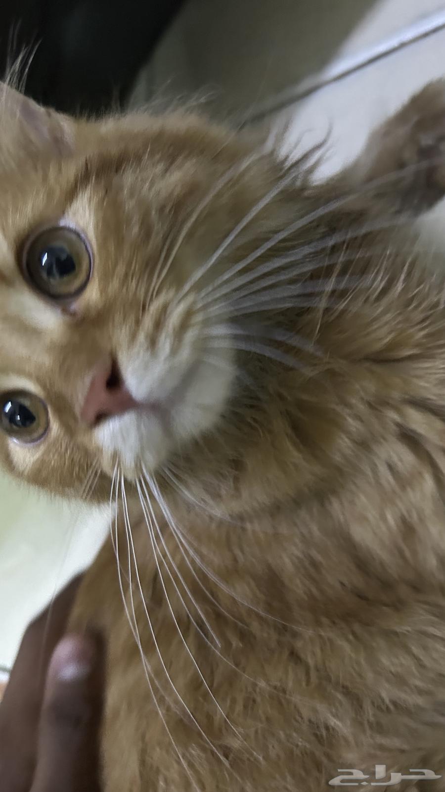 Kitten for sale, price negotiable63618870883459113