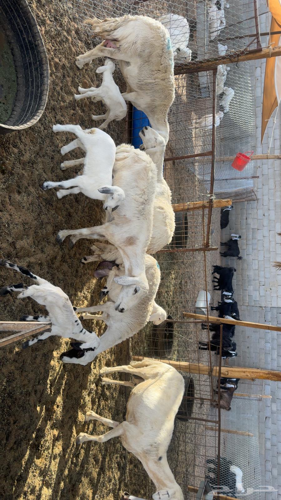 Sheep for sale63618876484226112