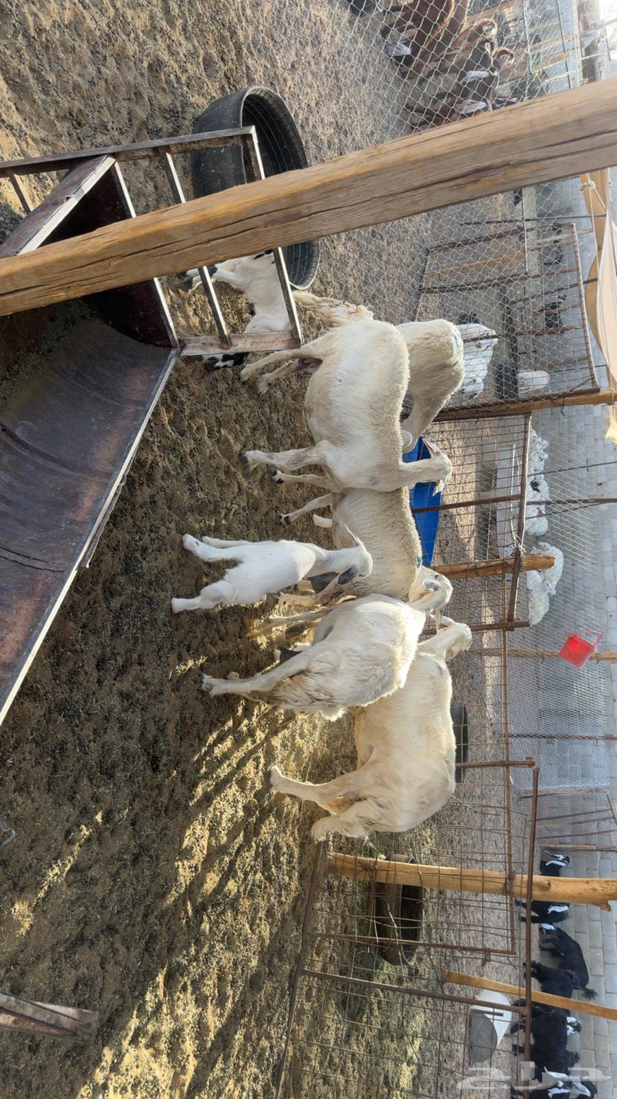Sheep for sale63618876484226114