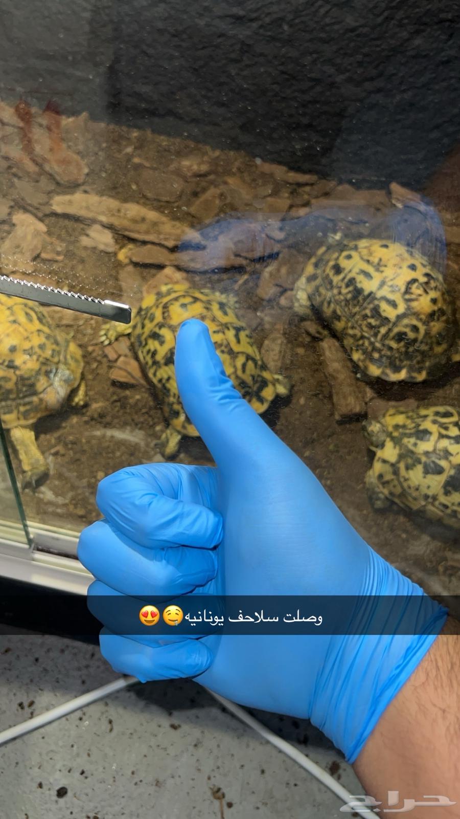 سلاحف يونانية سلاحف نجمية63618776511873110