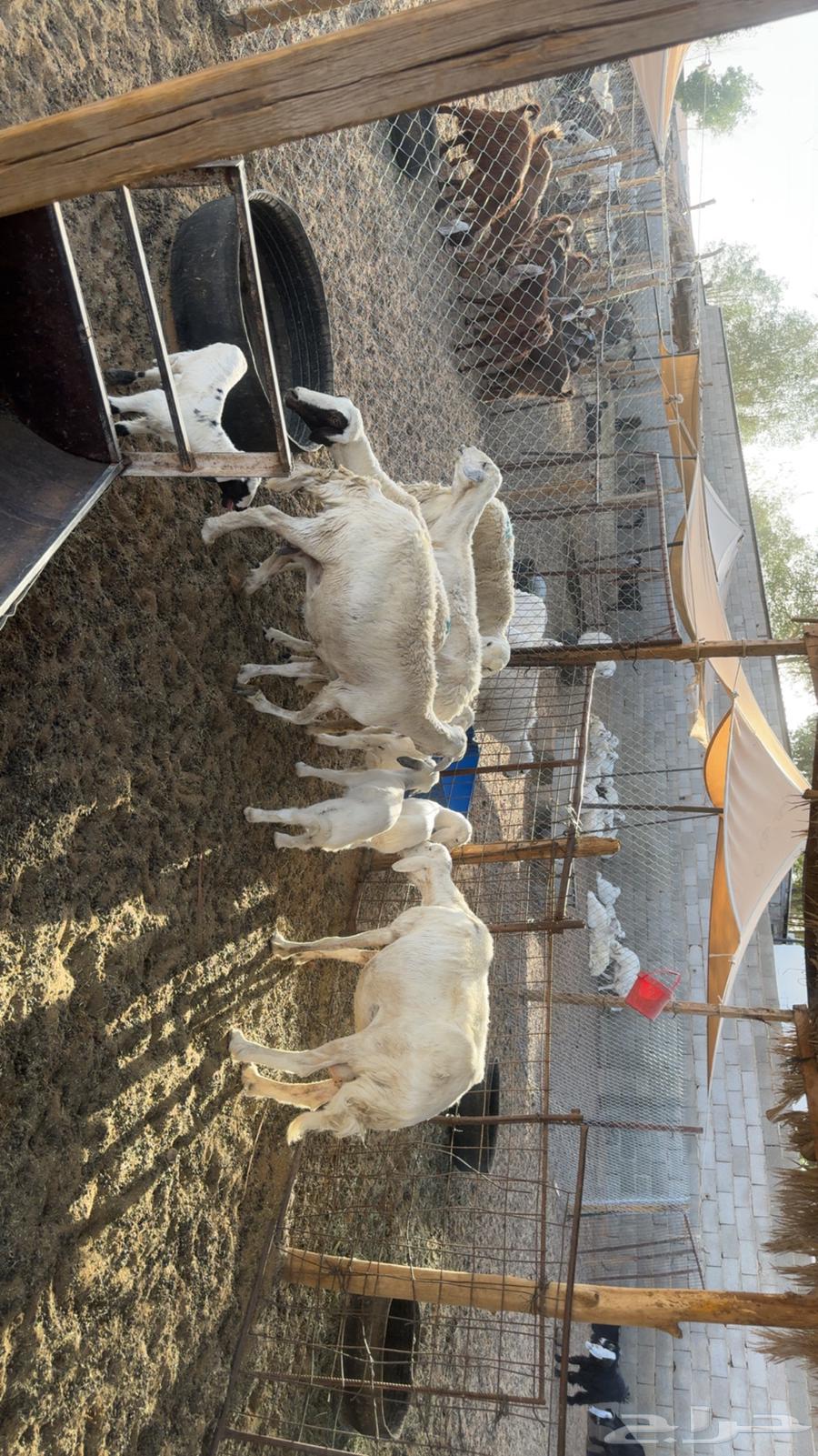 Sheep for sale63618876484226111