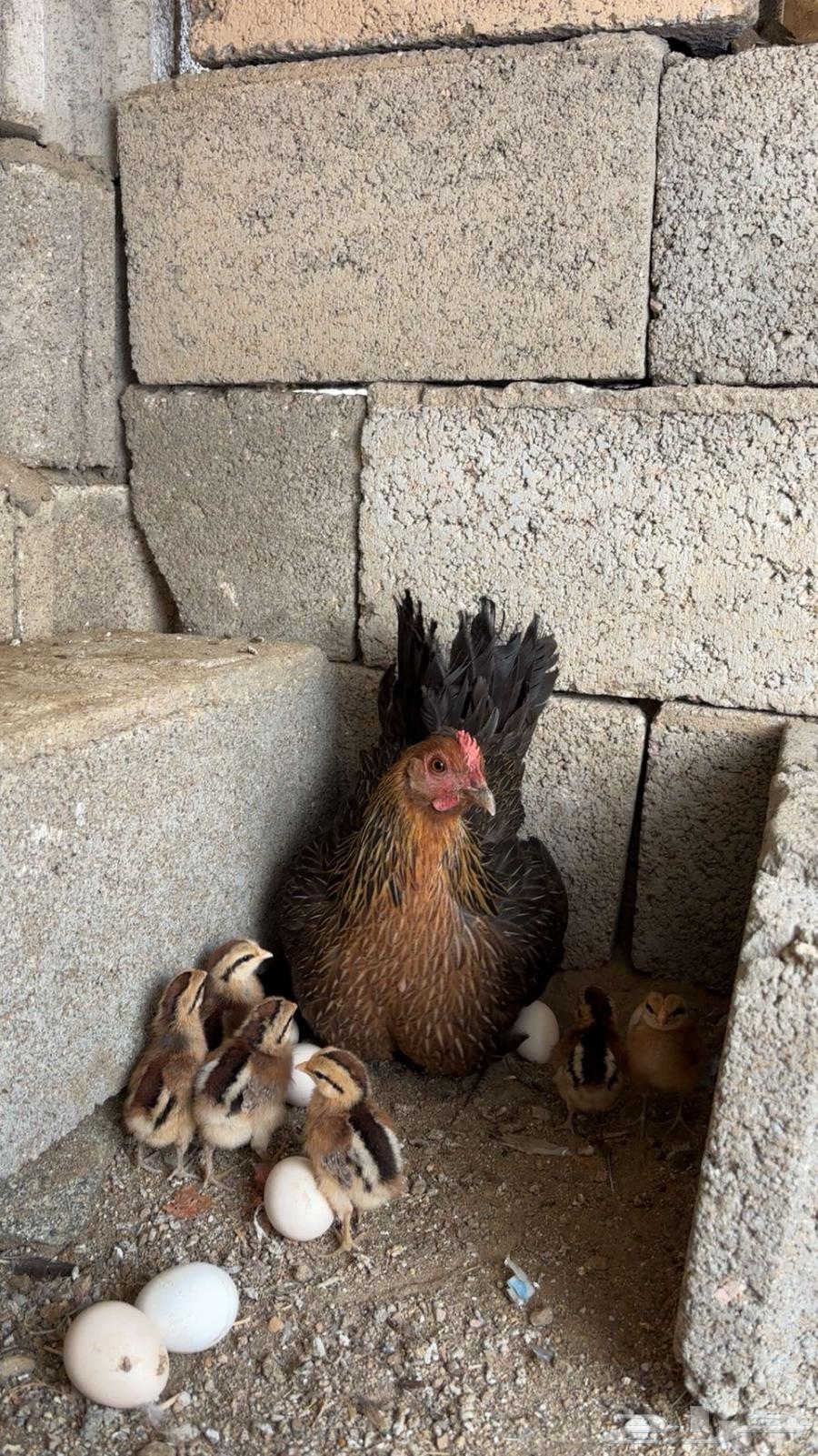 Purebred Arabic Chicken, Hatched (Sold)63618864032898112