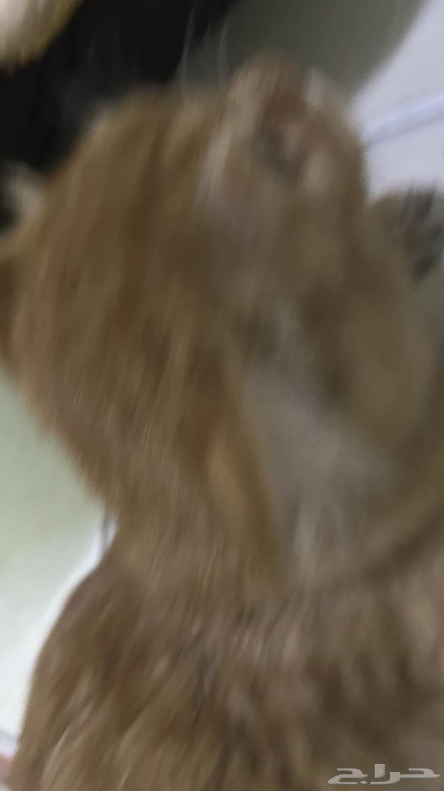 Kitten for sale, price negotiable63618870883459112
