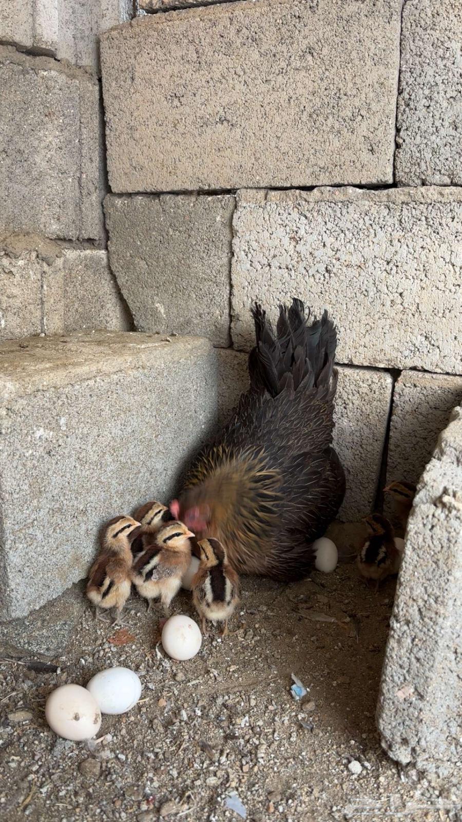 Purebred Arabic Chicken, Hatched (Sold)63618864032898111