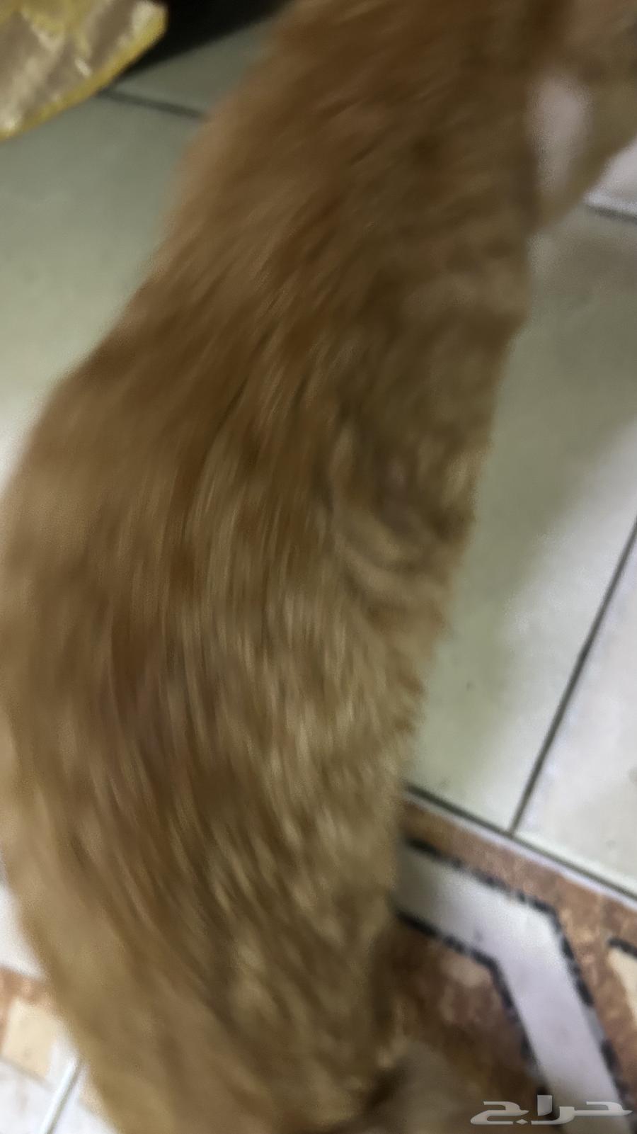 Kitten for sale, price negotiable63618870883459114