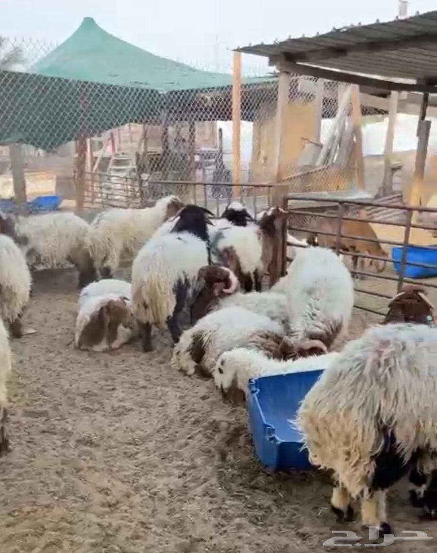 Local slaughter at the best prices63618778443138111