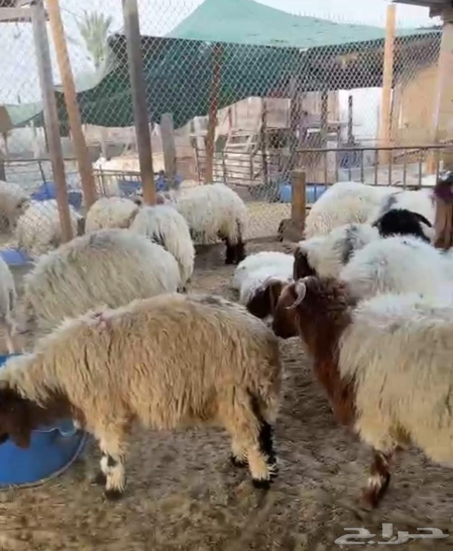Local slaughter at the best prices63618778443138113