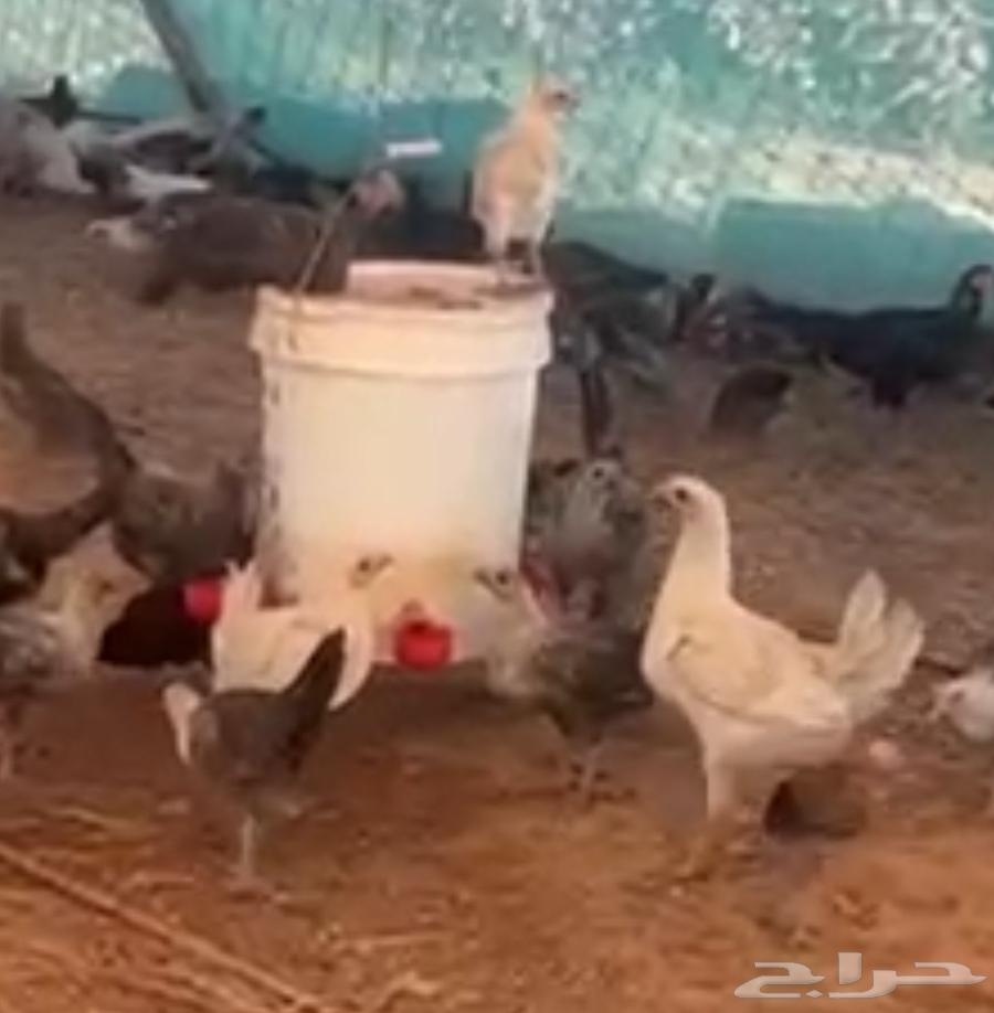 صيصان بشاير فيومي63390847706370111