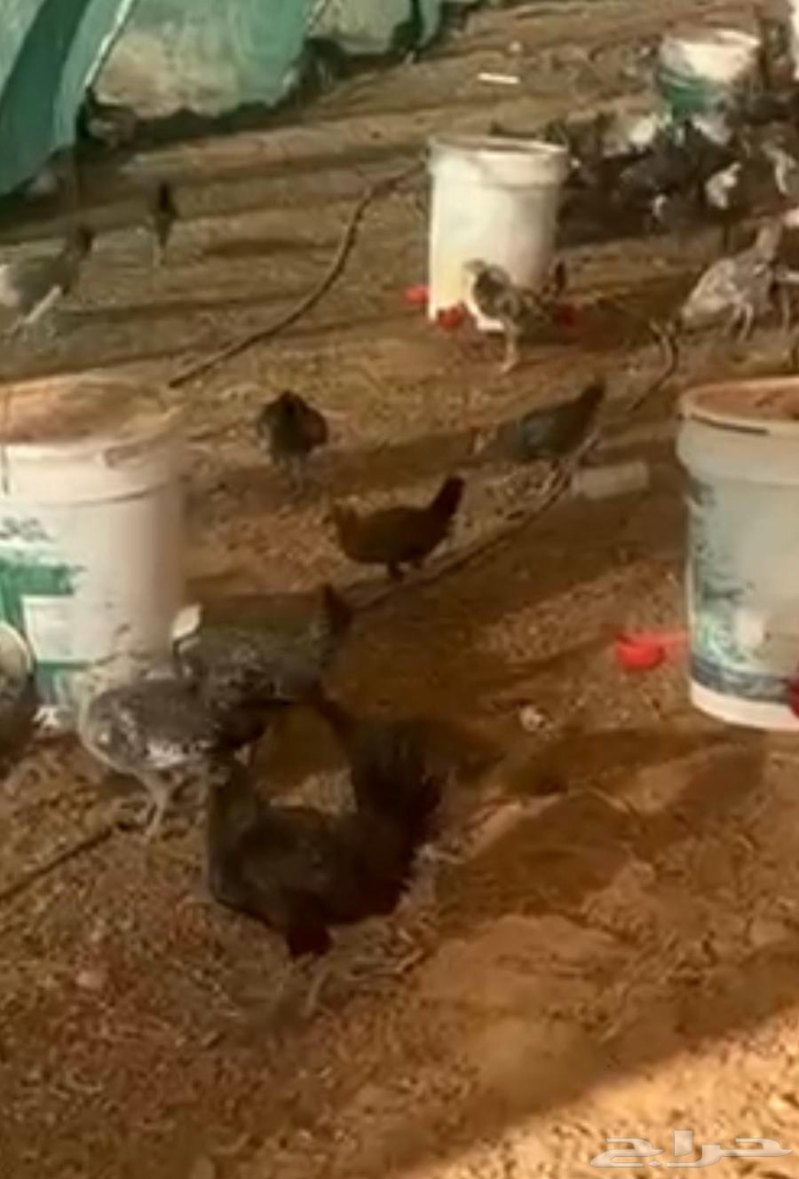 صيصان بشاير فيومي63390847706370113