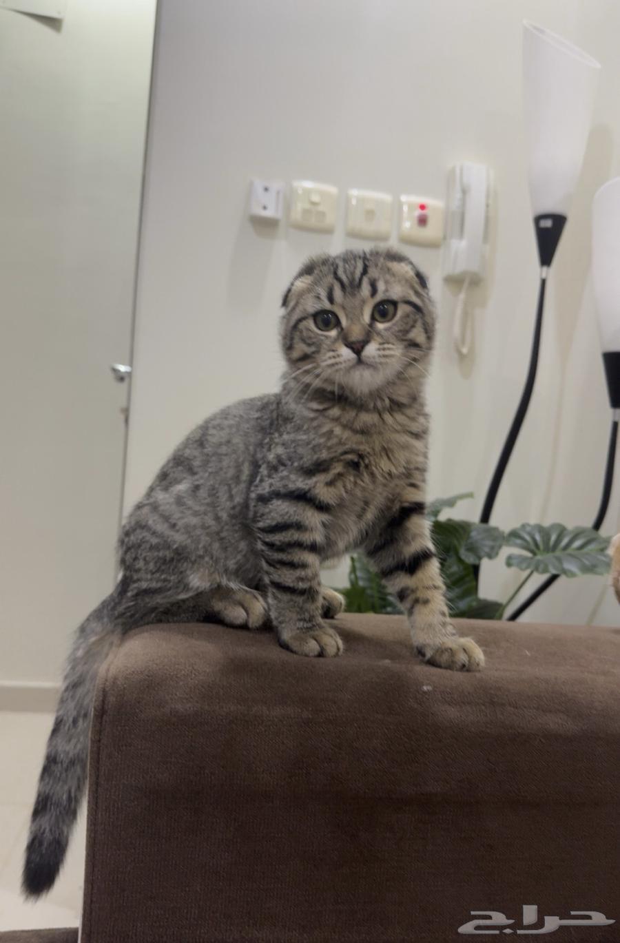 A 4-month-old kitten63618767307522112