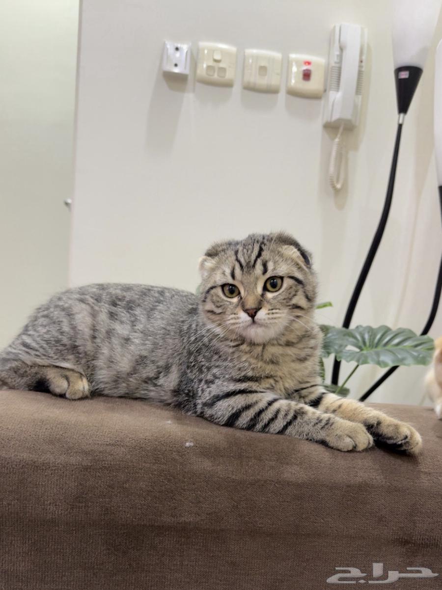 A 4-month-old kitten63618767307522113