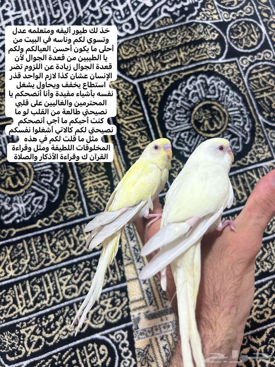 Lovebirds are tame and playful, whoever wants the best should grab them63618780584321111