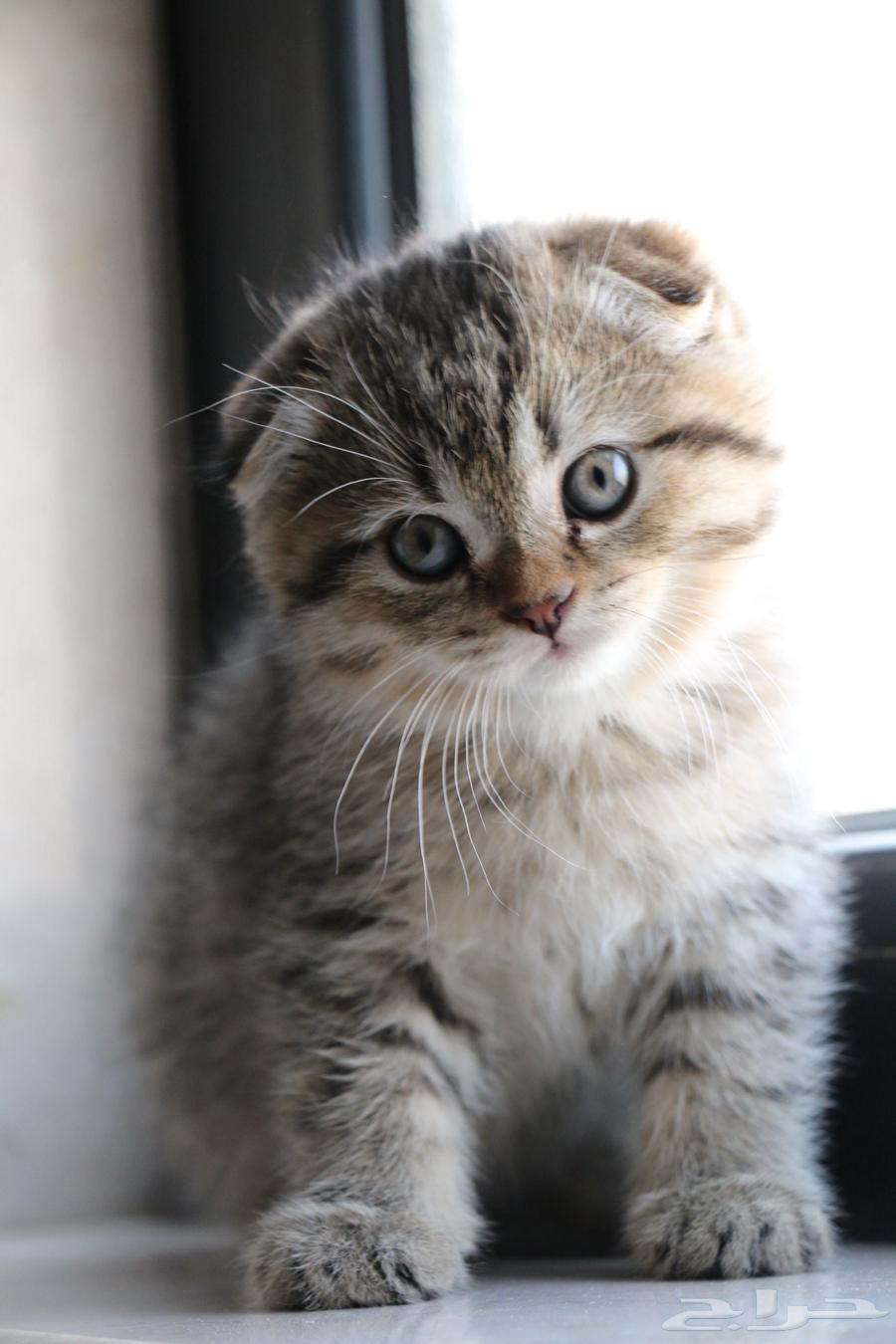 Scottish Pure Cats63618875665795113