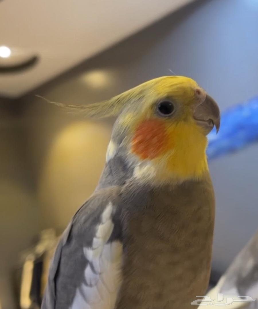 Crown Male Tame Talking, Dancing, Singing, and Saying Hello63618875742465114