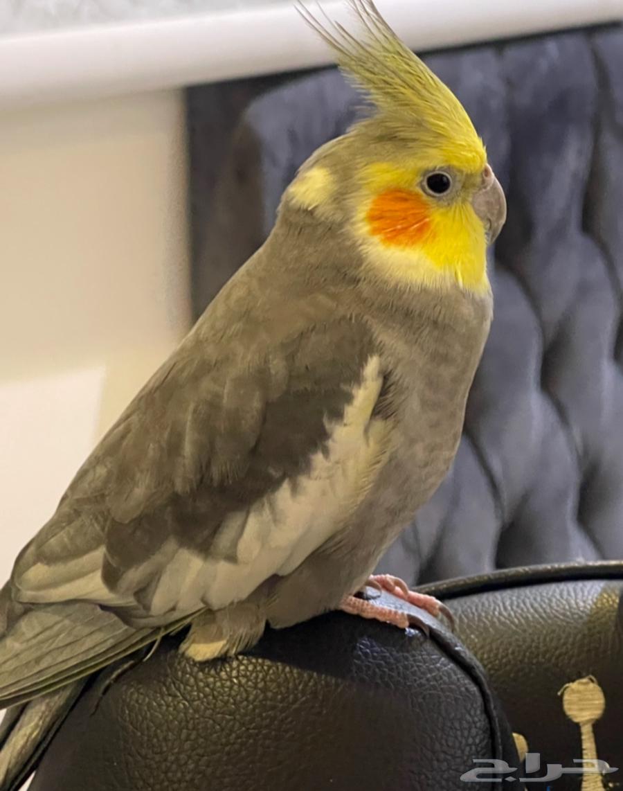 Crown Male Tame Talking, Dancing, Singing, and Saying Hello63618875742465113