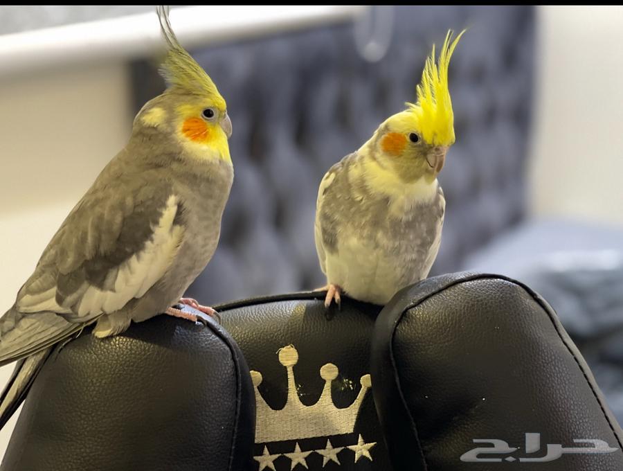 Crown Male Tame Talking, Dancing, Singing, and Saying Hello63618875742465112