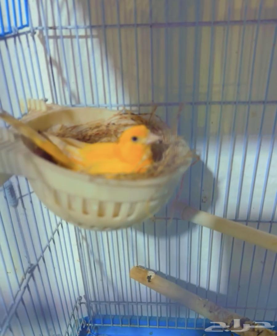 Syrian Canary Pair for Breeding63618780316545114
