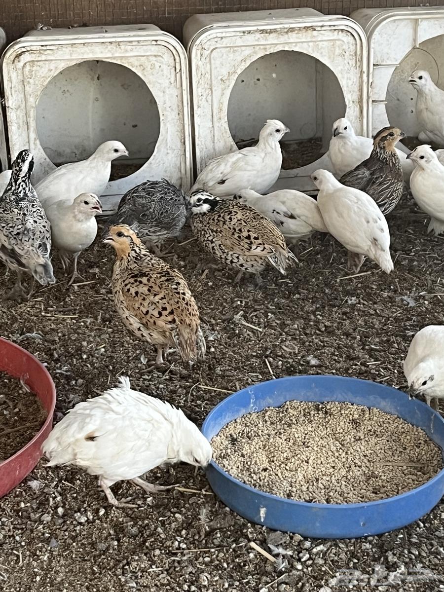 Bob White Quail Eggs63618869520257111