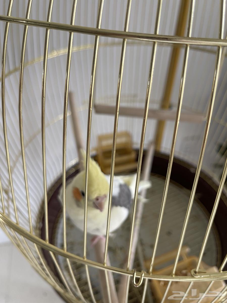 Birds63618781298435111