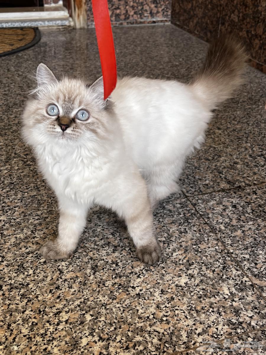 Himalayan cat for sale63618858974083113