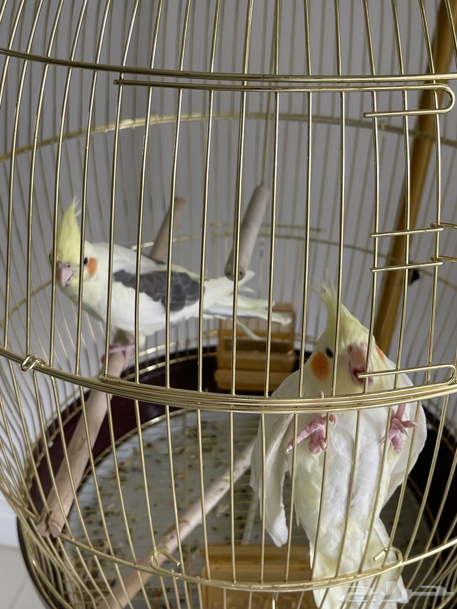 Birds63618781298435113