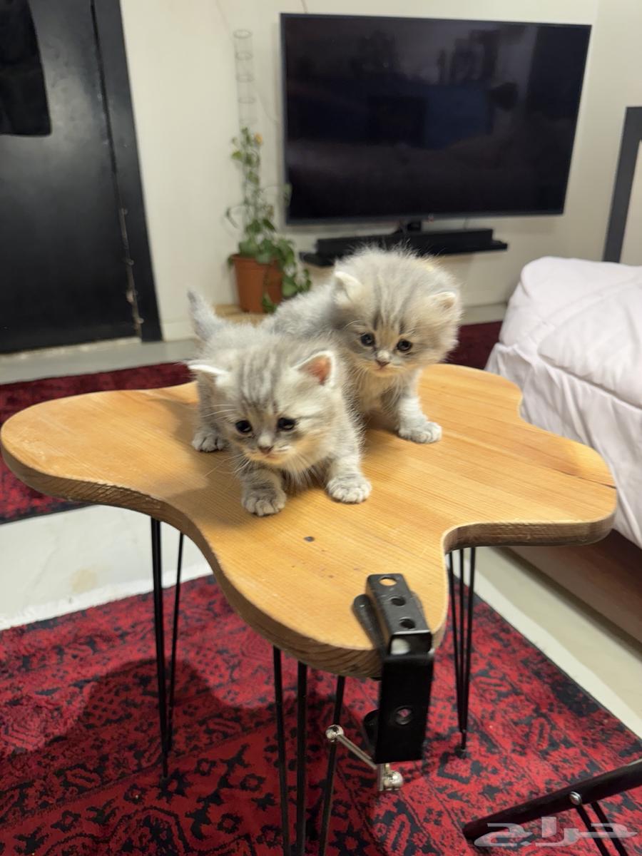 Kitten ((from shelter)) for sale 100063618875494147111